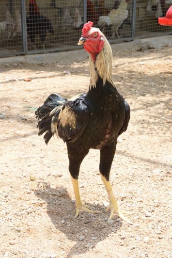 Aseel Country Chicken