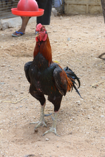 Aseel Country Chicken