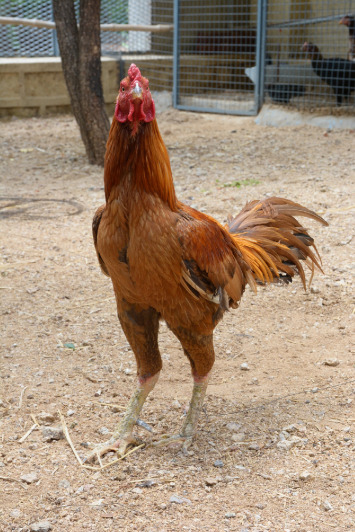 Aseel Country Chicken