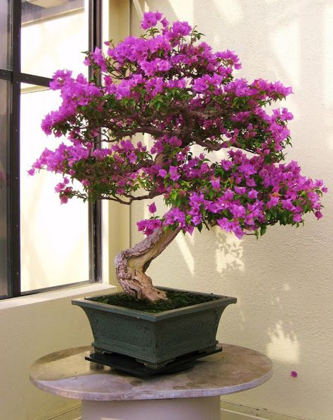 Bonsai Tree Placeholder Image