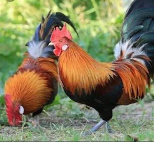 Broiler Chicken Farm