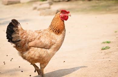 Country Chicken