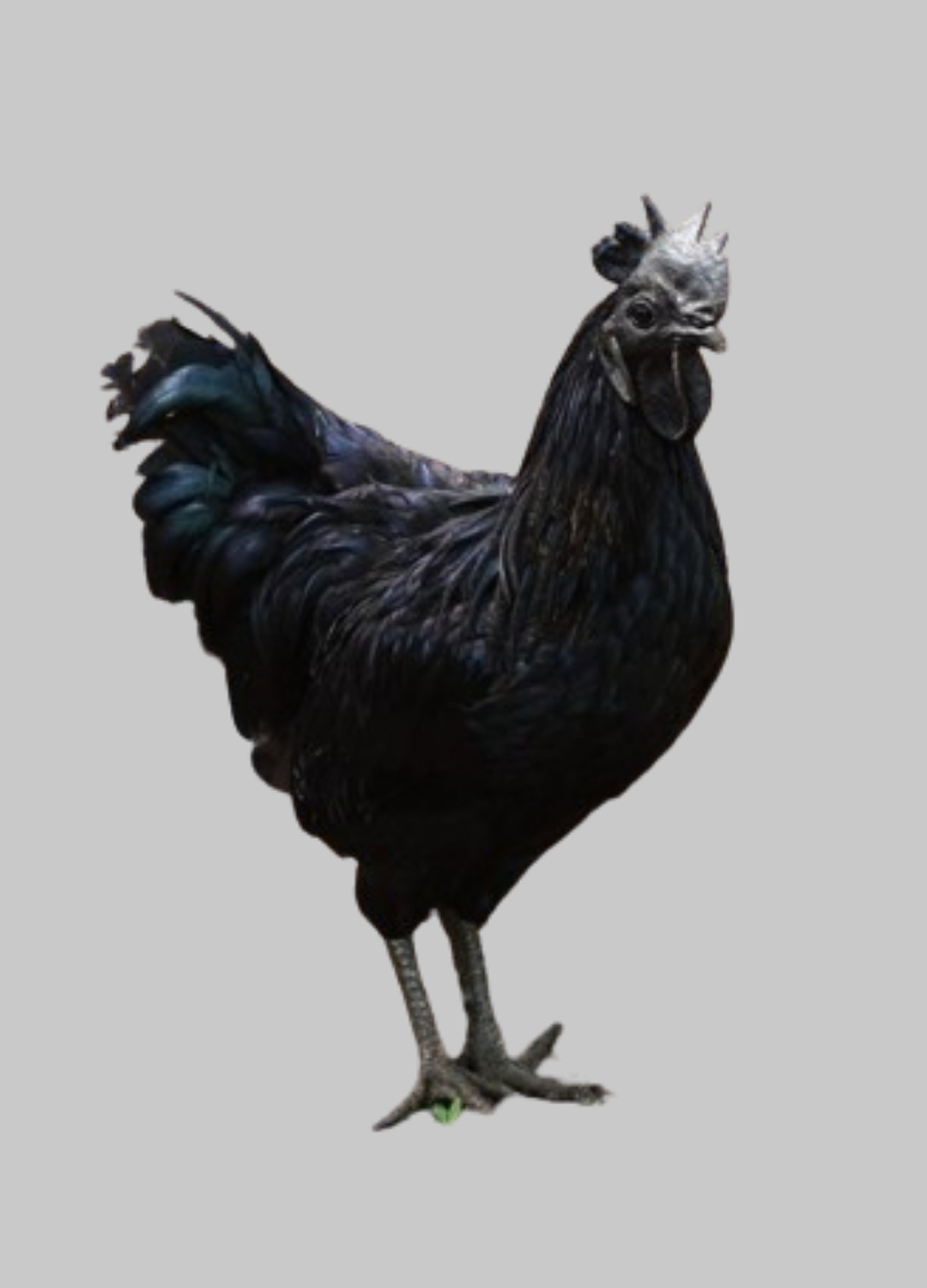 Kadaknath Chicken