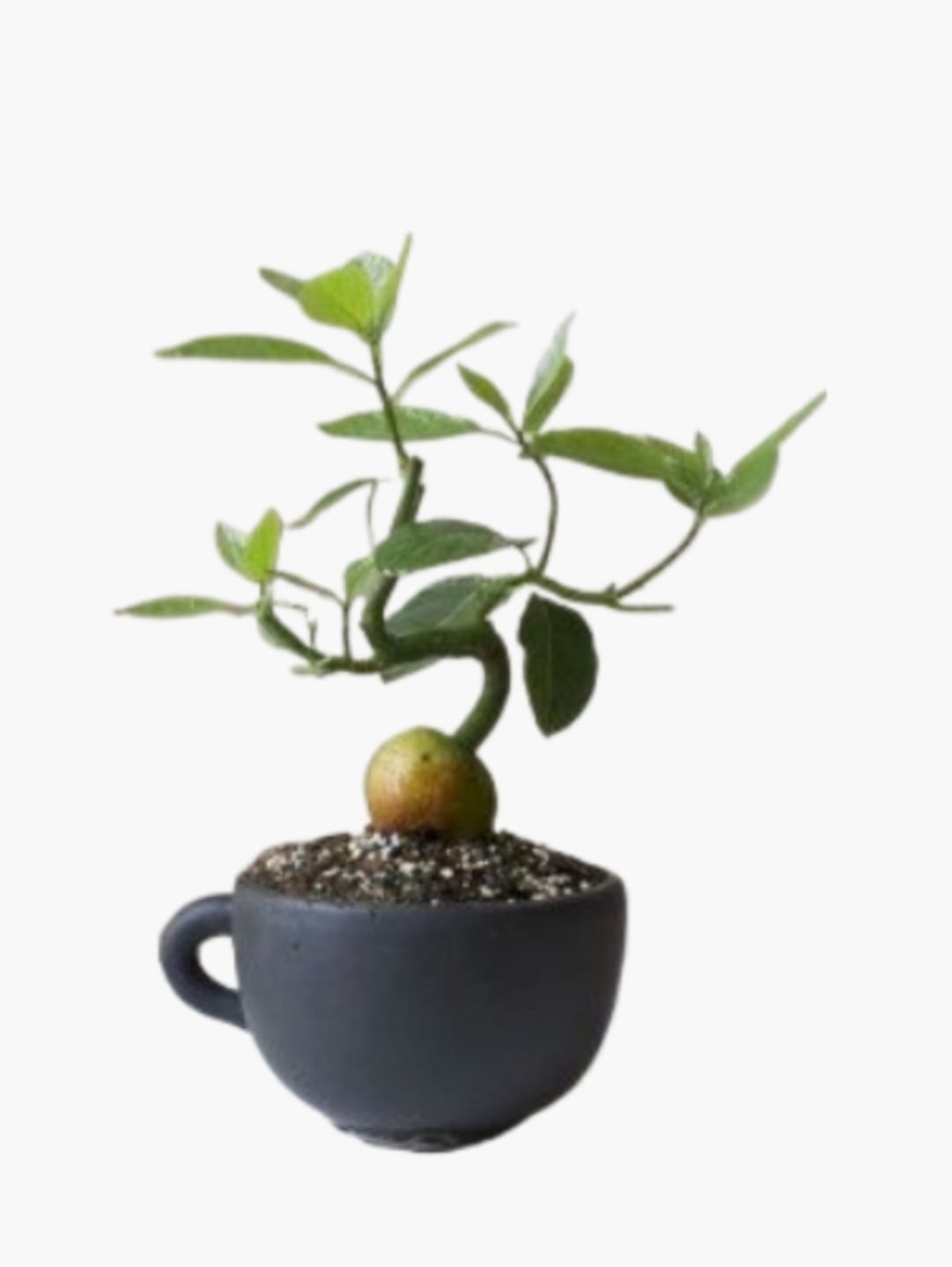 Bonsai Plants